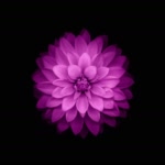 مردانی